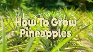how to grow pineapples
