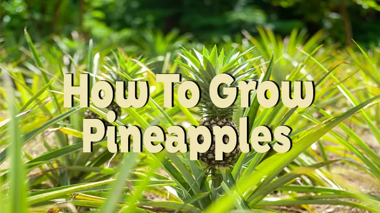 How to Grow Pineapples: Your Step-by-Step Home Guide