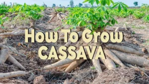 how to grow cassava