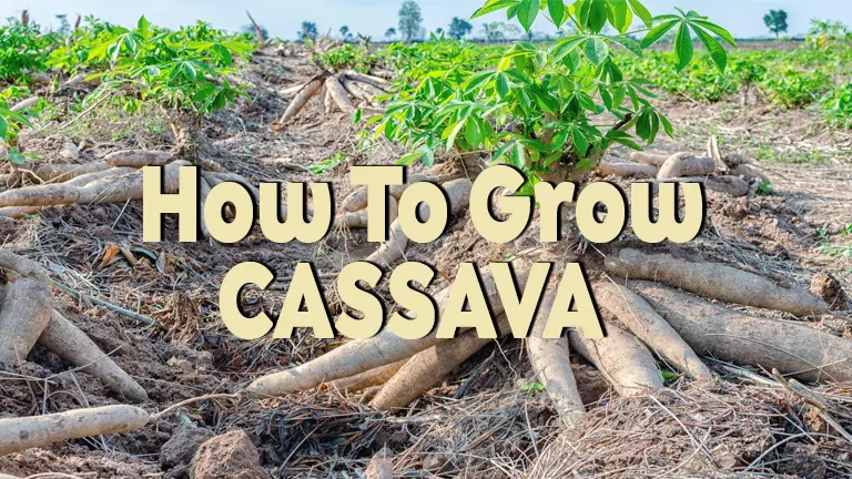 How To Grow Cassava Avoid Common Pitfalls For A Bountiful Harvest 6335