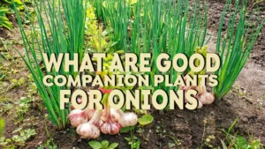 what are good companion plants for onions