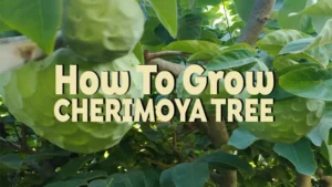 how to grow cherimoya tree