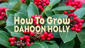 how to grow dahoon holly