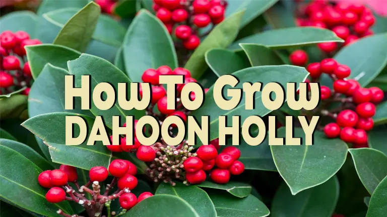 How to Grow Dahoon Holly