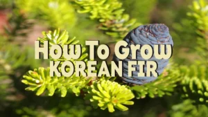 how to grow korean fir