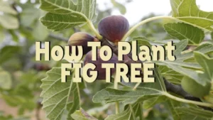 how to plant fig tree