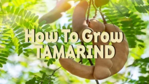 how to grow tamarind