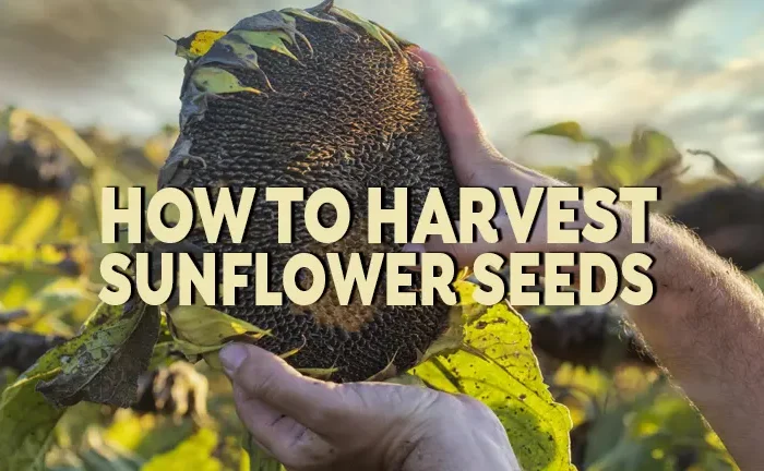 How to Harvest Sunflower Seeds