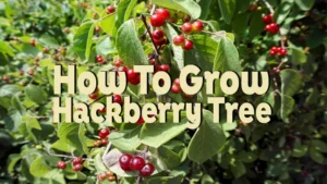 how to grow hackberry tree