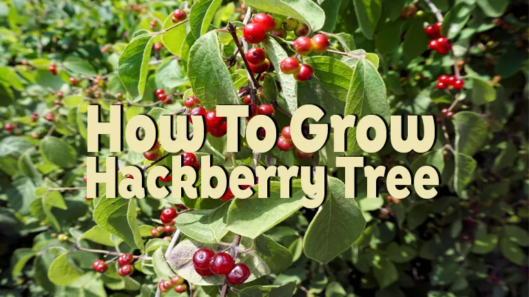 How to Grow a Hackberry Tree: From Site Selection to Care and ...