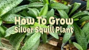 how to grow silver squill plant