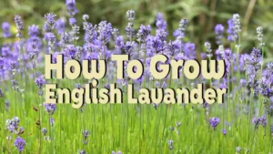 how to grow english lavander
