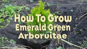 how to grow emerald green arborvitae