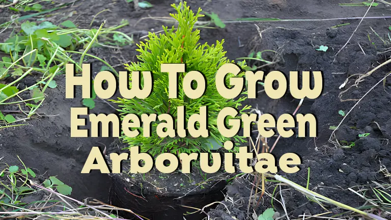 How to Grow Emerald Green Arborvitae: A Complete Care Guide for Thriving Trees