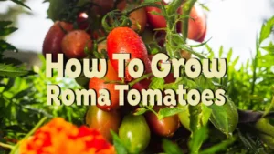 how to grow roma tomatoes