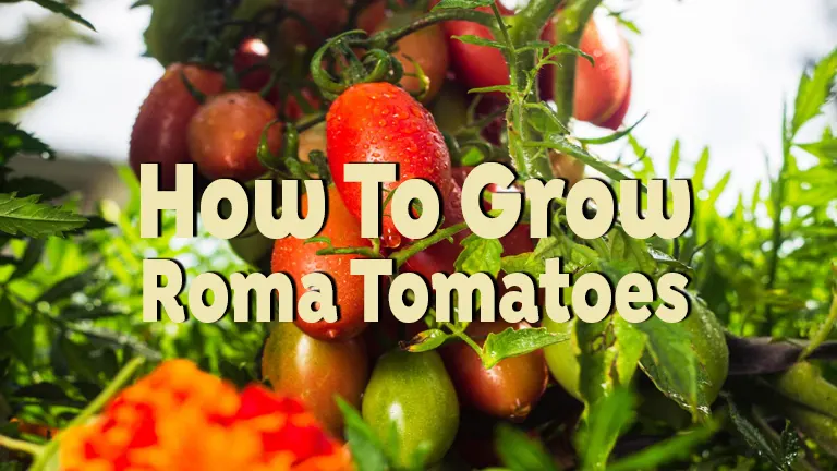 How to Grow Roma Tomatoes: Expert Tips for a Lush Homegrown Harvest