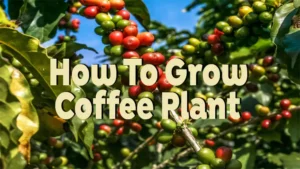 how to grow coffee plant