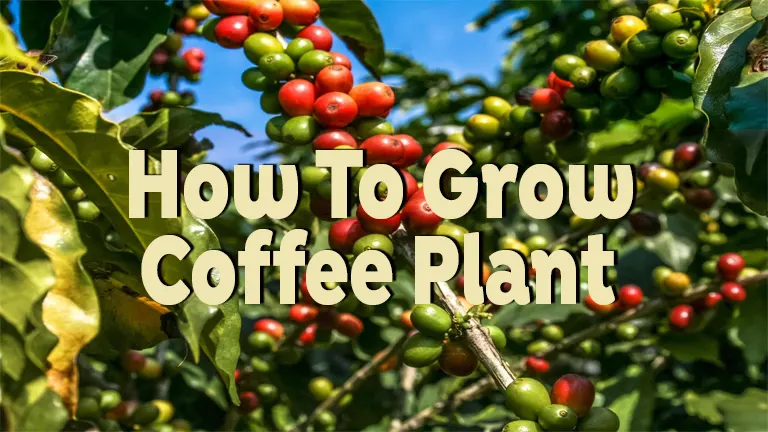 How to Grow Coffee Plant: Sustainable Farming Practices