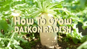 how to grow daikon radish