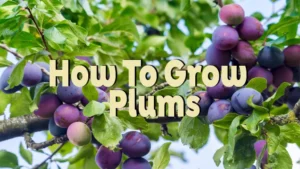 how to grow plums