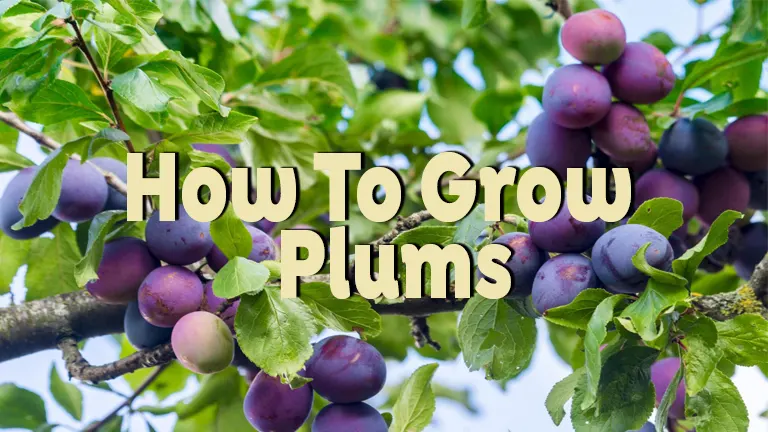 How to Grow Plums: Beginner's Guide for Your Garden