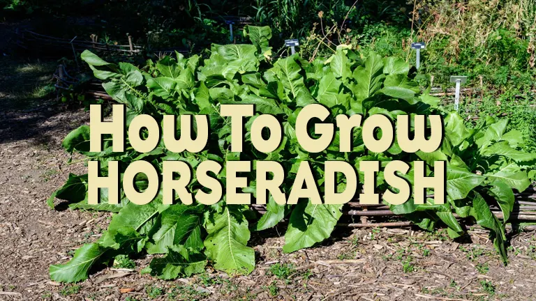 How to Grow Horseradish: A Complete Guide to Growing and Caring for Your Plant