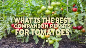 what is the best companion plants for tomatoes