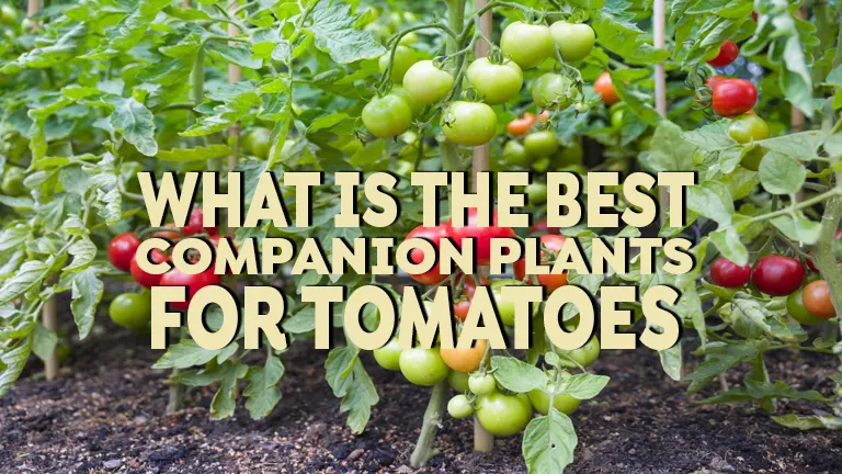 What Is the Best Companion Plant for Tomatoes: Enhancing Growth and Flavor