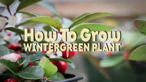 how to grow wintergreen plant