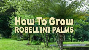 how to grow robellini palms