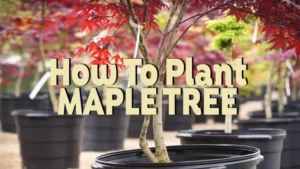 how to plant maple tree