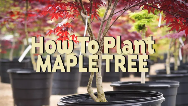How to Plant Maple Tree: Cultivating for Sustainable Harvest