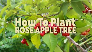 how to plant rose apple tree