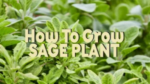 how to grow sage plant
