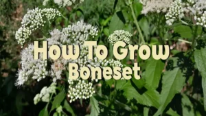 how to grow boneset