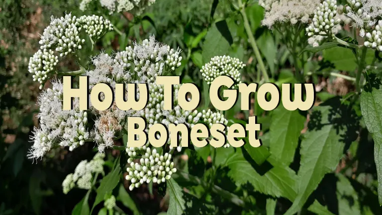 How to Grow Boneset: From Seed to Harvest