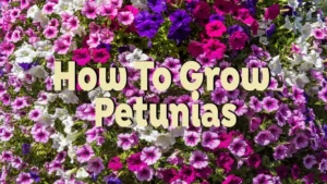 how to grow petunias