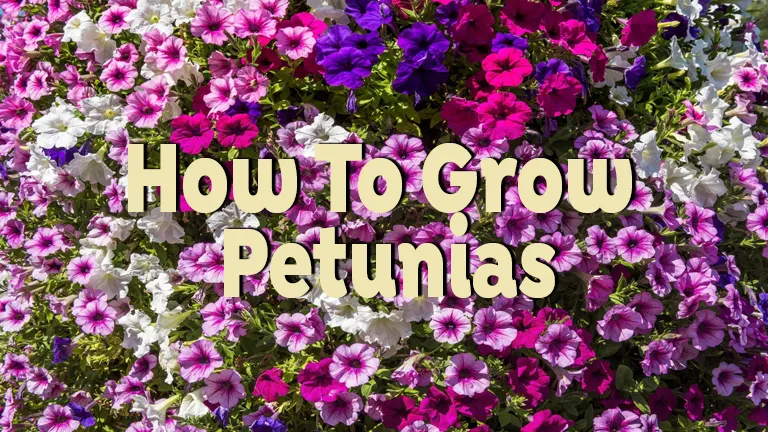 How to Grow Petunias: Essential Tips for Colorful Blooms