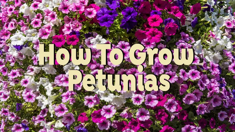 Petunias in Pots - How to Grow Petunias in Containers