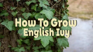 how to grow english ivy