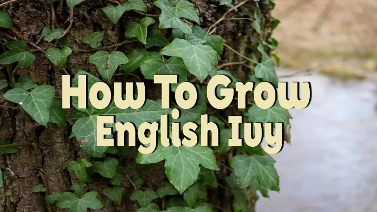 How to Grow English Ivy: Complete Care and Growing Tips