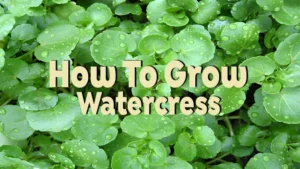 how to grow watercress