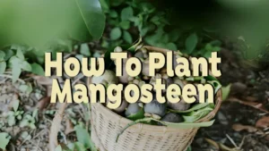 how to plant mangosteen