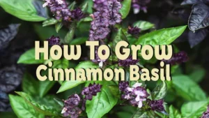 how to grow cinnamon basil