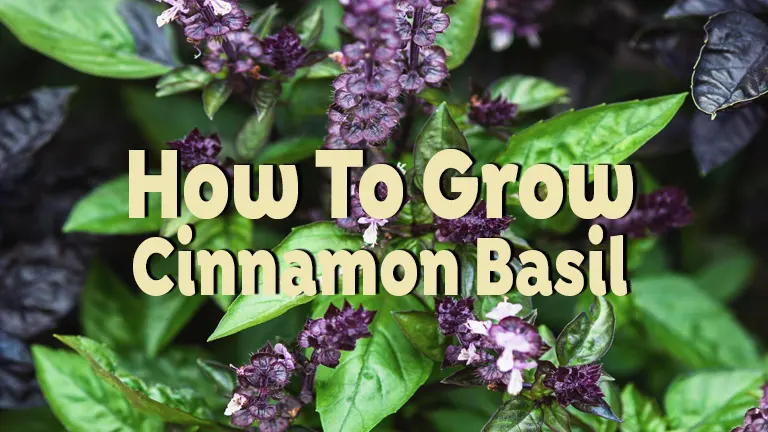 How to Grow Cinnamon Basil: A Beginner's Guide to Aromatic Gardening