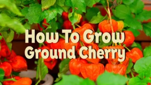 how to grow ground cherry