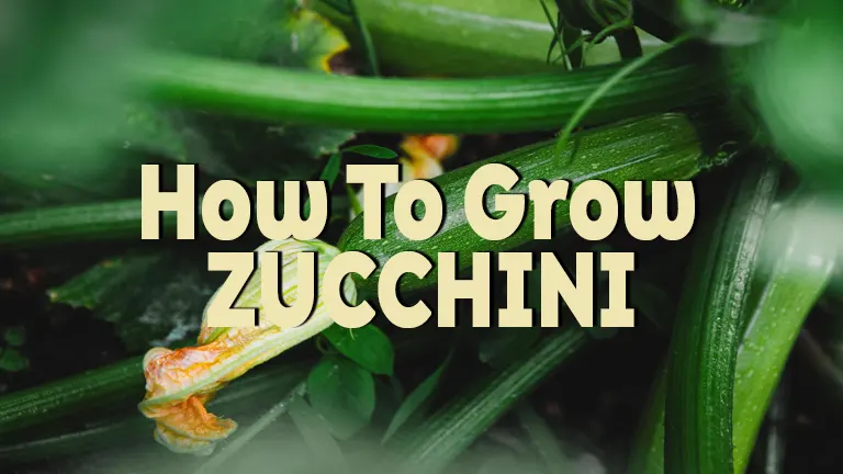How to Grow Zucchini: Easy Steps for Beginners