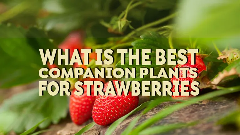 What Is The Best Companion Plant for Strawberries: A Guide to Companion Planting
