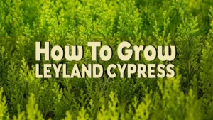 how to grow leyland cypress