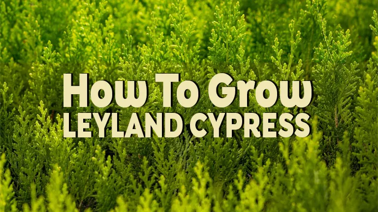 How to Grow Leyland Cypress: Everything You Need to Know